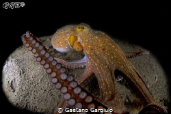 Ain't sharing!!! large octopus feasting (and not sharing)... by Gaetano Gargiulo 